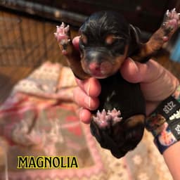 Magnolia Crow image 3