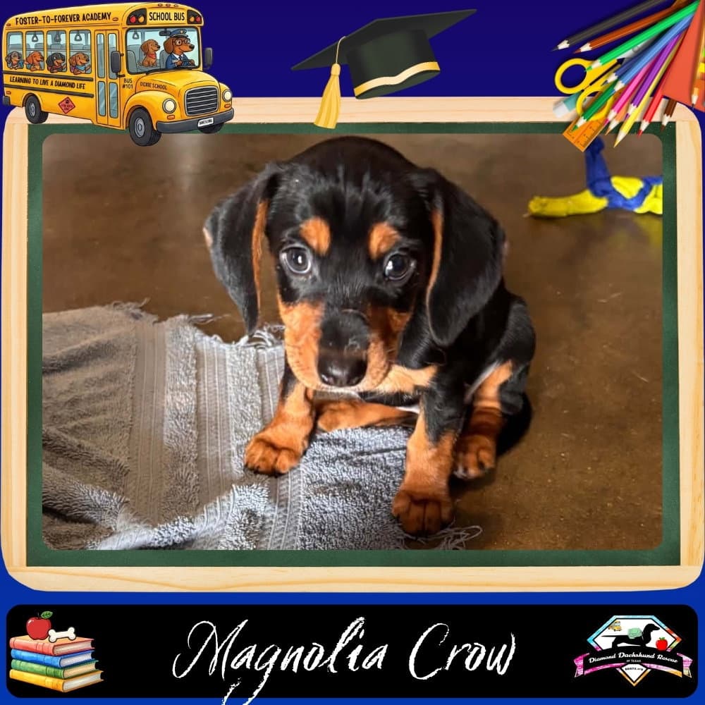 Magnolia Crow - Dachshund