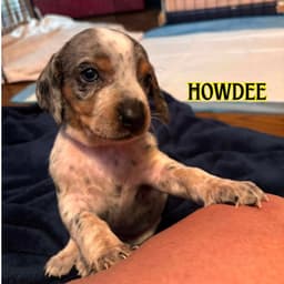 Howdee Crow image 2