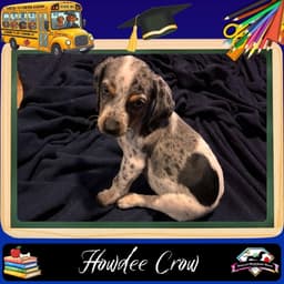 Howdee Crow image 1