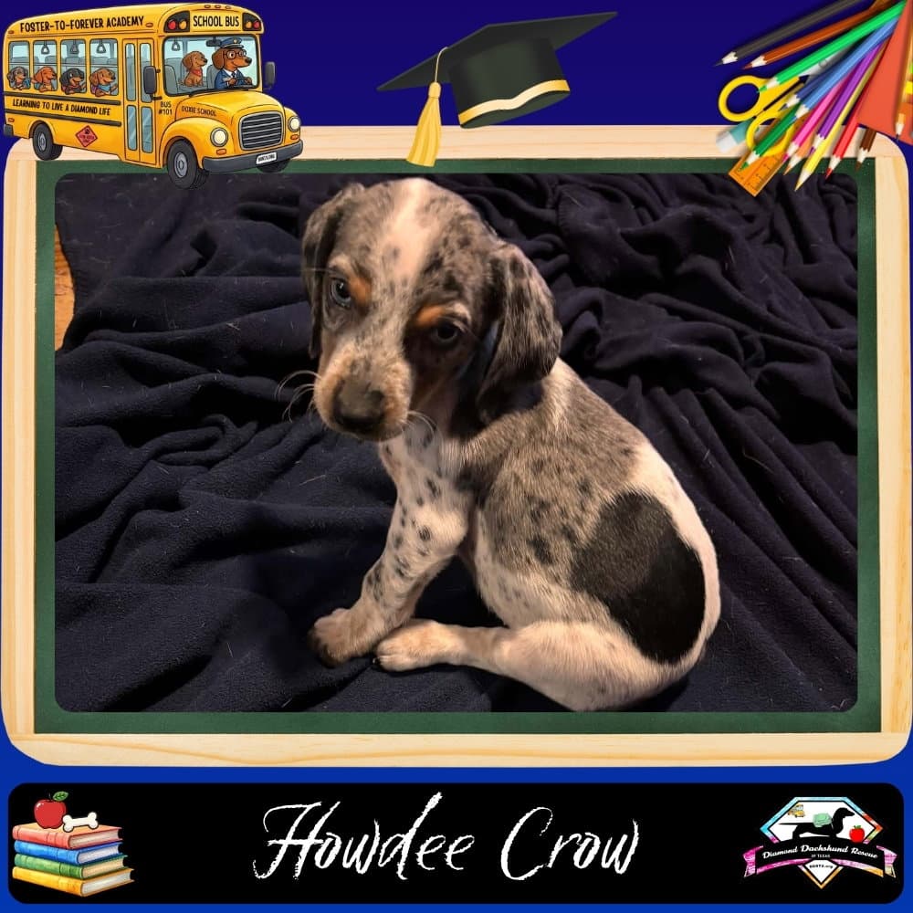 Howdee Crow - Dachshund