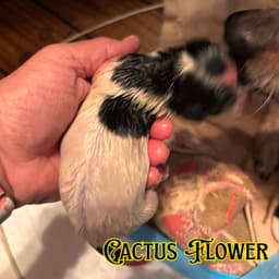 Cactus Flower Crow image 4