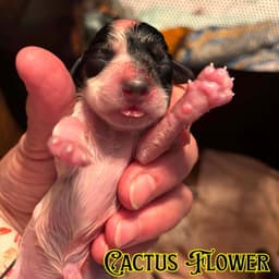 Cactus Flower Crow image 3