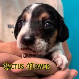 Cactus Flower Crow image 2