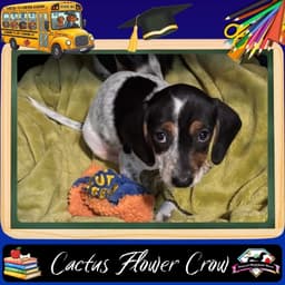 Cactus Flower Crow image 1