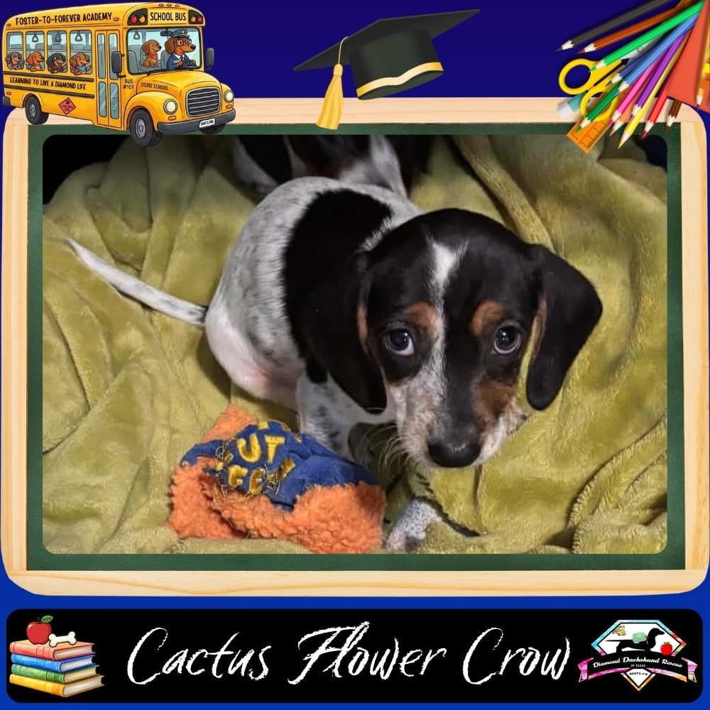 Cactus Flower Crow - Dachshund