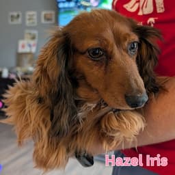 Hazel Iris image 4