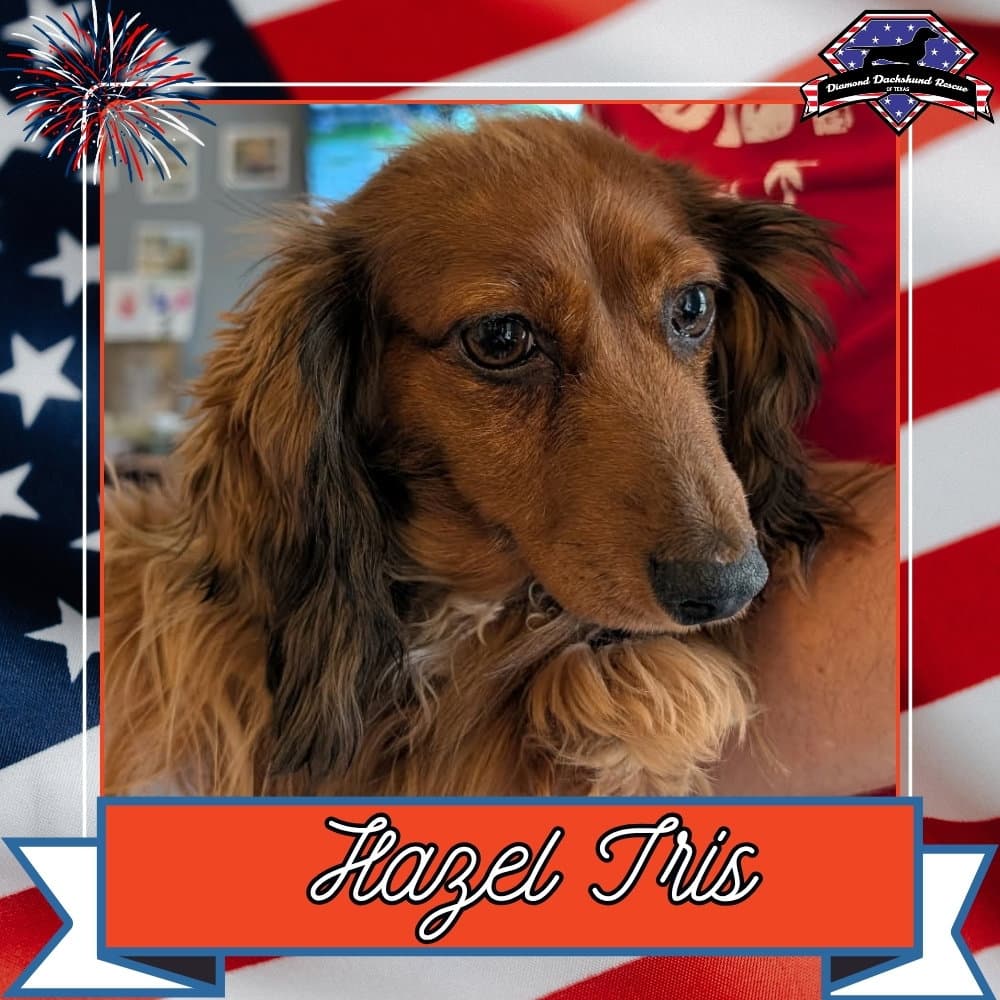 Hazel Iris - Dachshund