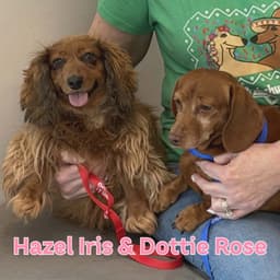 Dottie Rose image 2
