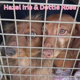 Dottie Rose image 3