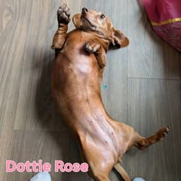 Dottie Rose image 4