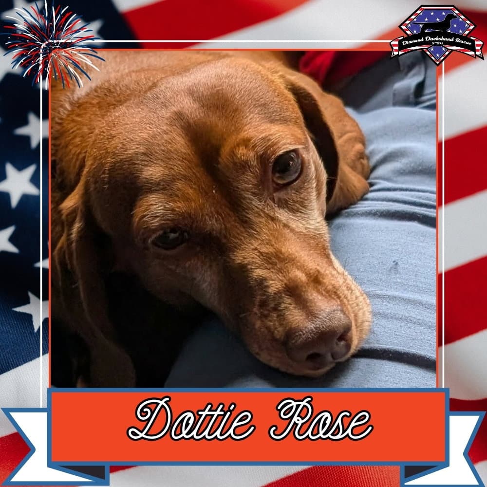 Dottie Rose - Dachshund