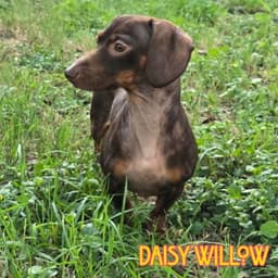 Daisy Willow image 3