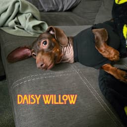 Daisy Willow image 2