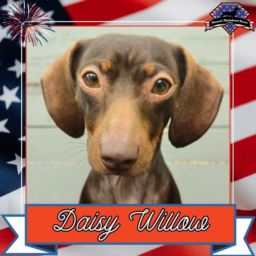 Daisy Willow - Dachshund