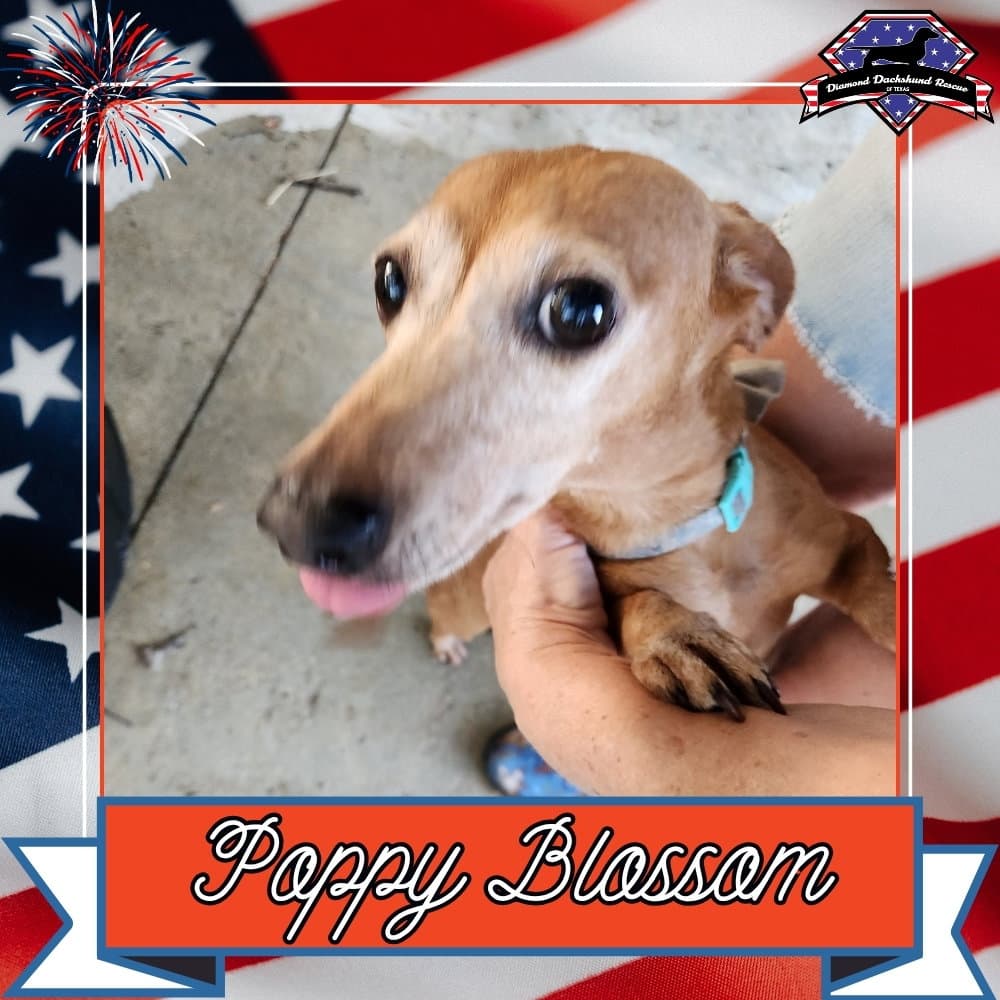 Poppy Blossom - Dachshund