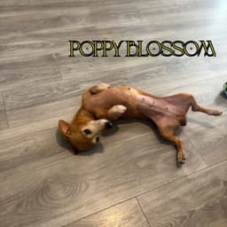 Poppy Blossom image 4