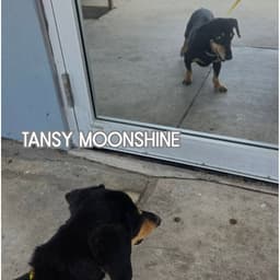Tansy Moonshine image 3