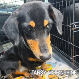 Tansy Moonshine image 4