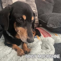Tansy Moonshine image 2