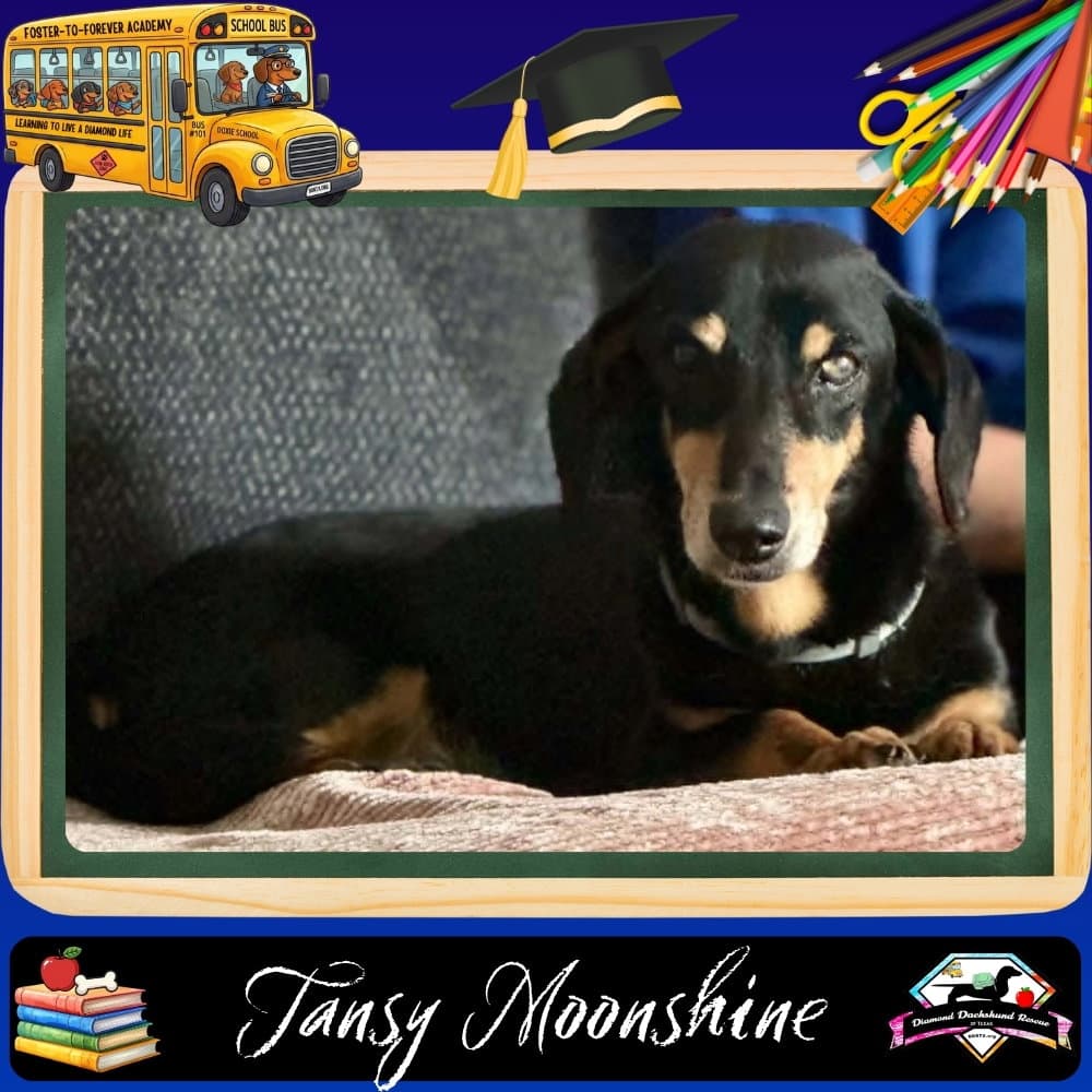 Tansy Moonshine - Dachshund