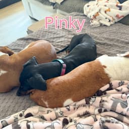 Pinky image 2