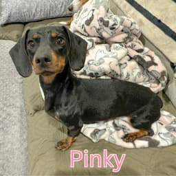 Pinky image 3