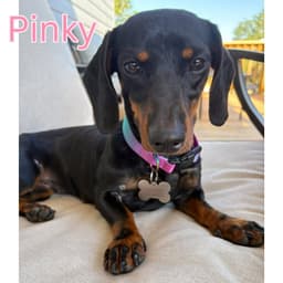 Pinky image 4