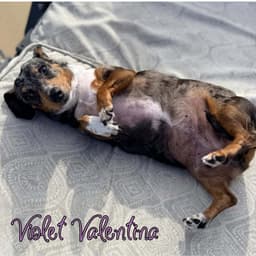 Violet Valentina image 4