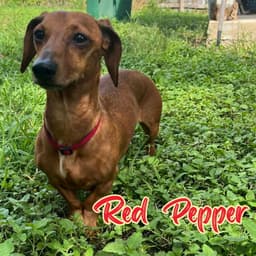 Red Pepper image 2
