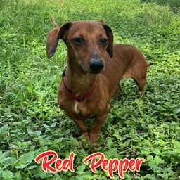 Red Pepper image 3