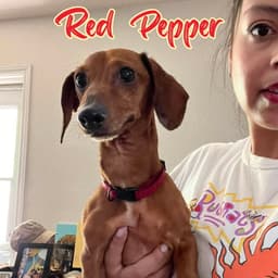 Red Pepper image 4