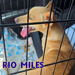Rio Miles image 3
