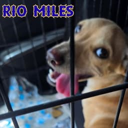 Rio Miles image 4