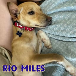 Rio Miles image 2