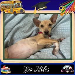 Rio Miles image 1