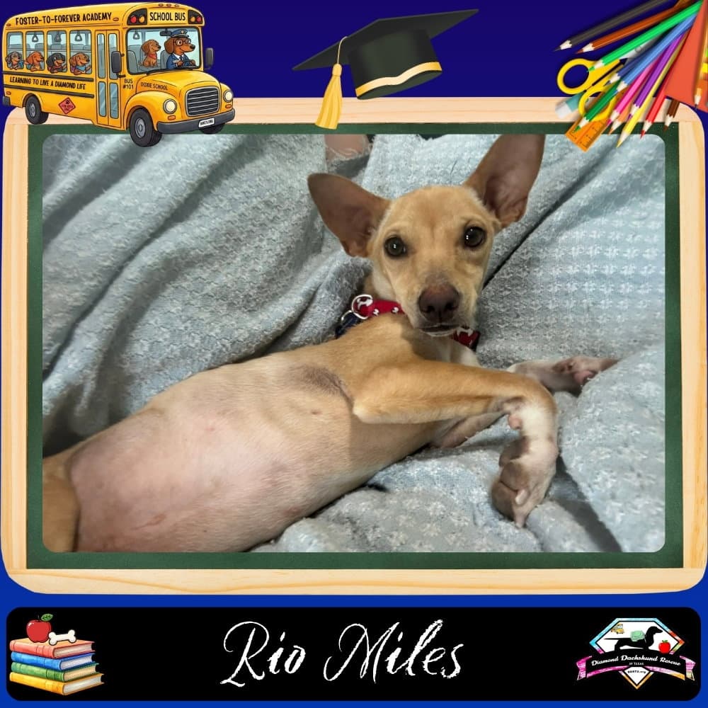Rio Miles - Dachshund