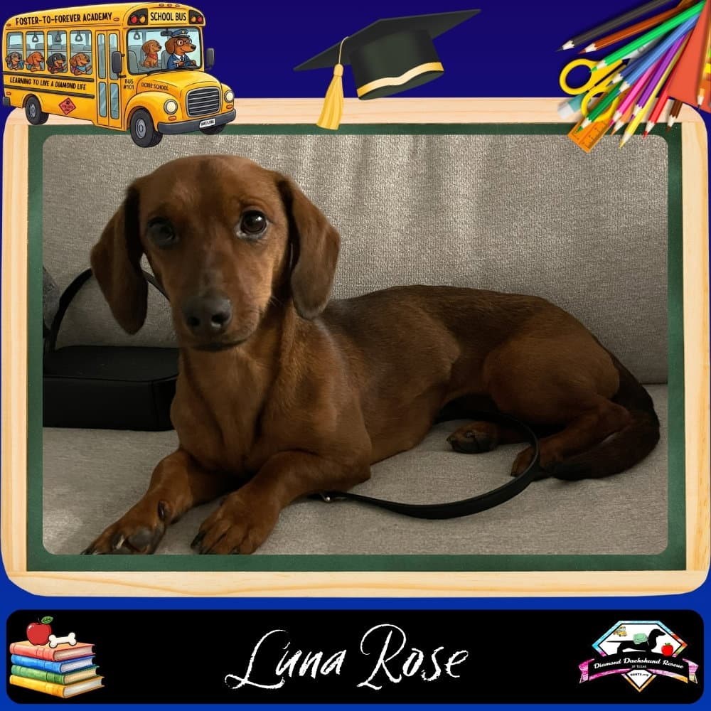 Luna Rose - Dachshund