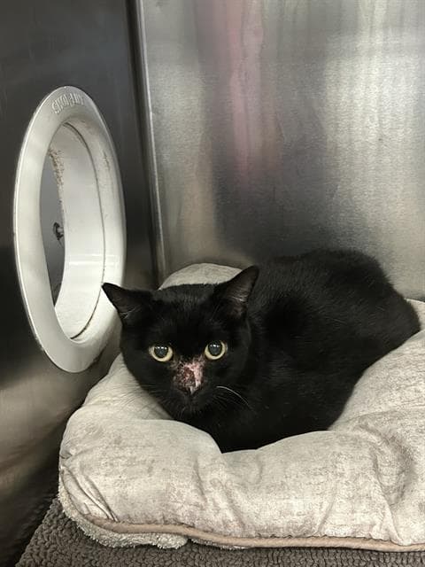 Onya - Domestic Short Hair