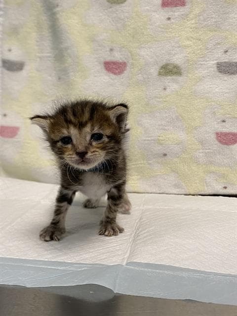 Tike - Domestic Short Hair