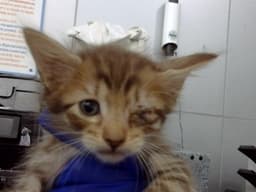 Hanny image 1