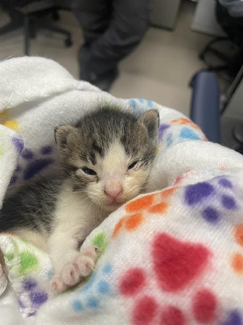 Tommy - Domestic Short Hair