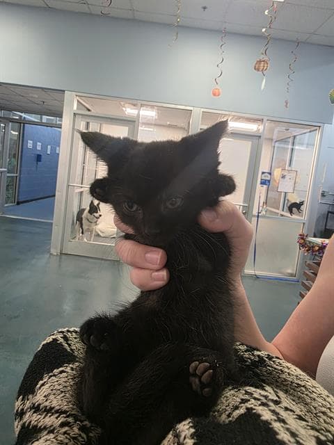 Lucifer - Domestic Short Hair