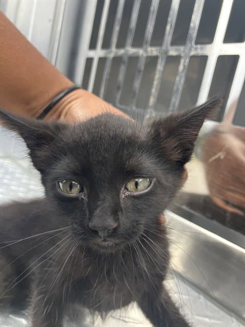Booki - Domestic Short Hair