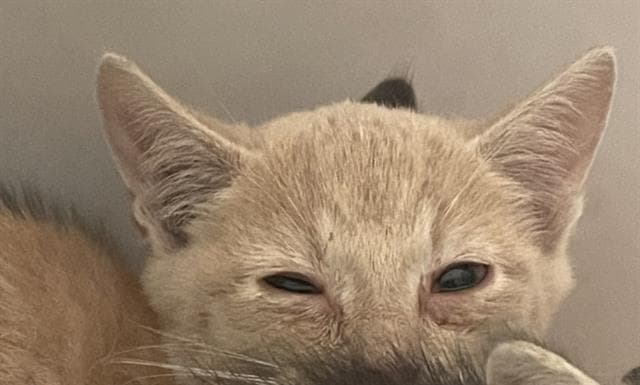 Casey - Domestic Short Hair