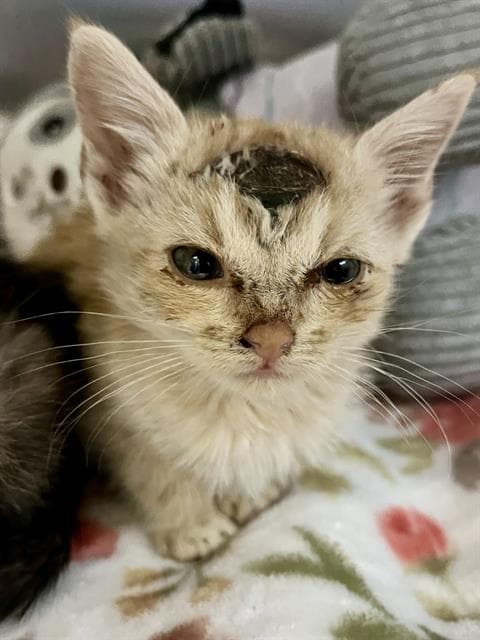 Riley - Domestic Short Hair