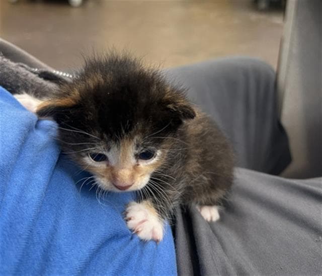 Diamond - Domestic Medium Hair