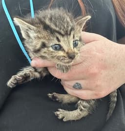 Super Kitty image 1