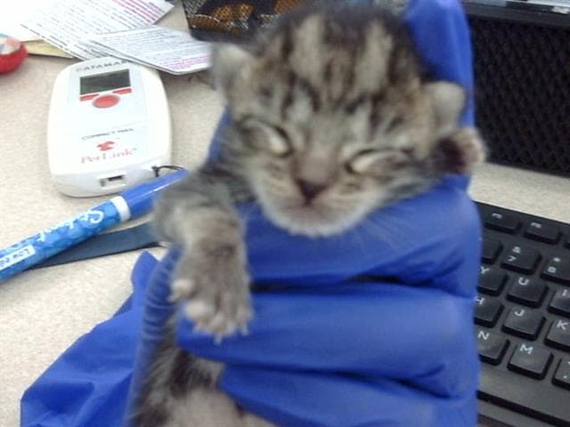 Ambrose - Domestic Short Hair