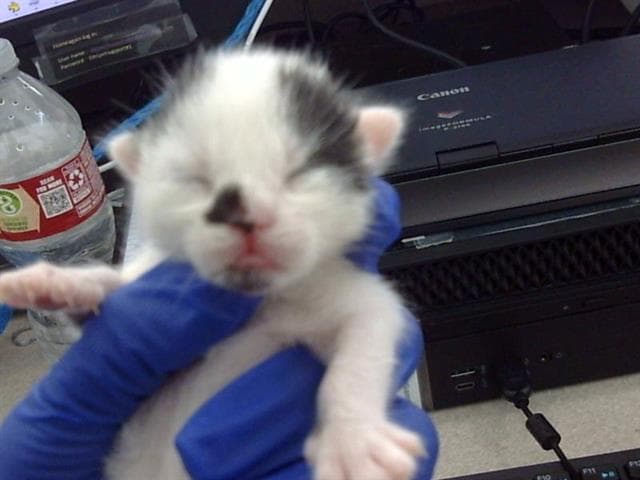 Tiny - Domestic Short Hair